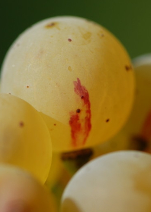 Farbmutation roter zu weissem Riesling ANT 1157